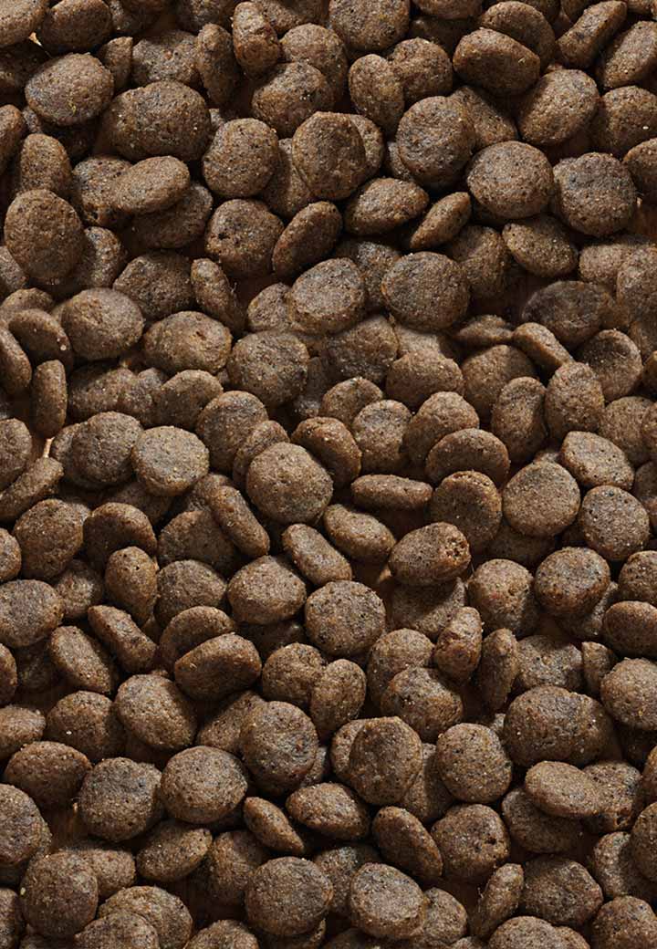 Cat Allergy Hirsch