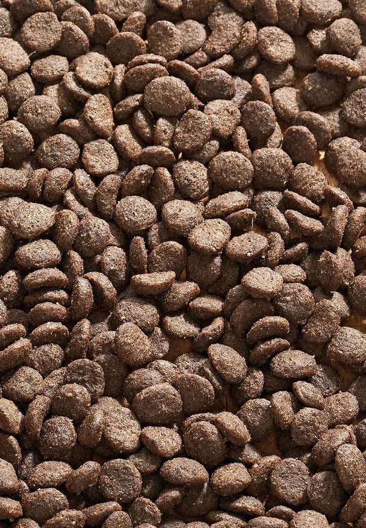 Cat Allergy Ziege Bild 2