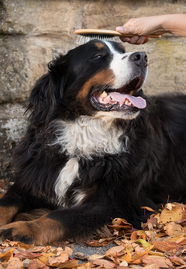 St Diem S Hundeburste Langhaar Pflegemittel Alle Produkte