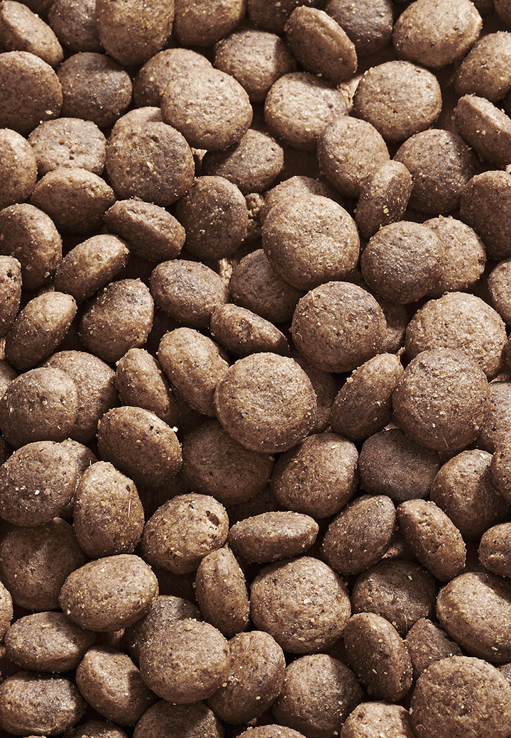 Dog Intestinal