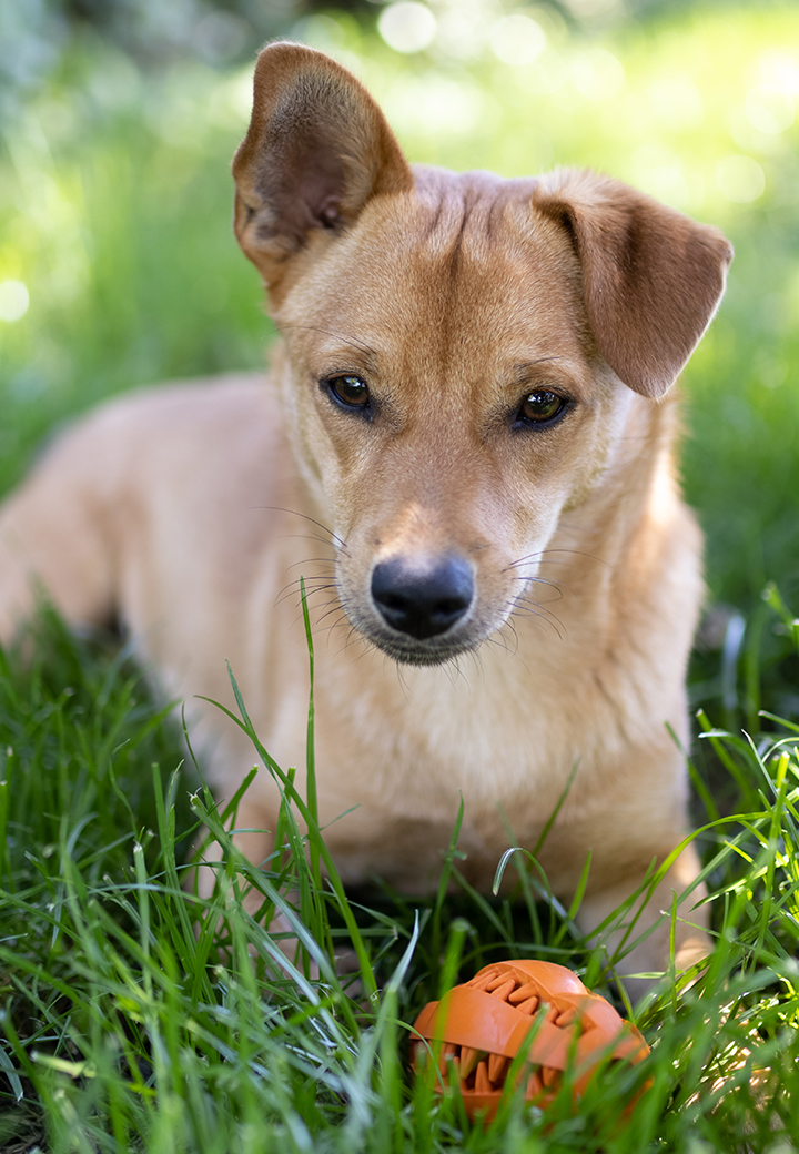 Hundespielzeug Rugby Bild 2