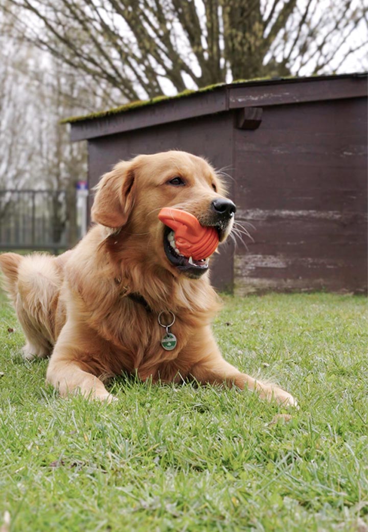 4Pets Hundespielzeug Dumbbell Bild 2