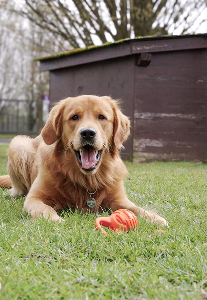 4Pets Hundespielzeug Dumbbell Bild 4