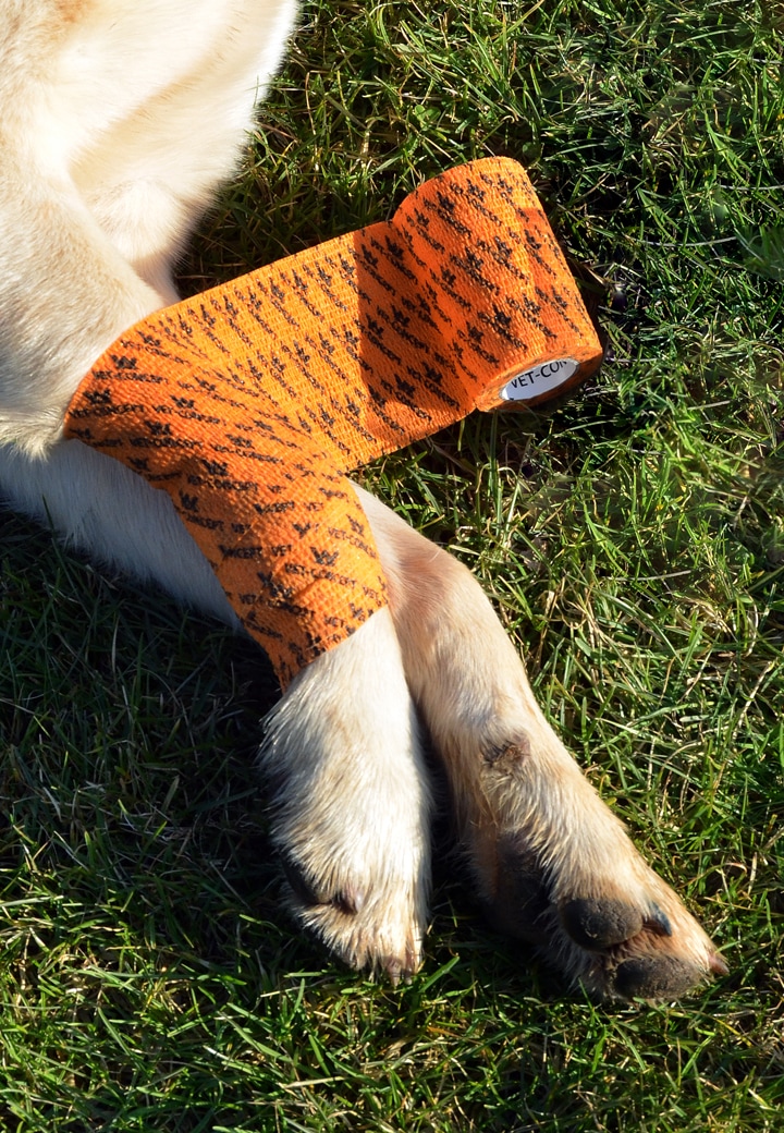 VetConcept Bandage