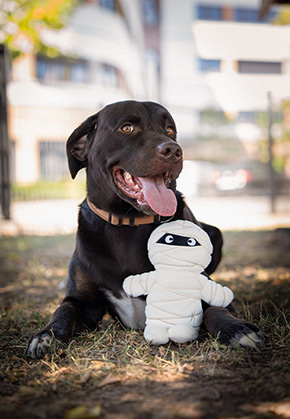 Mumie Andy